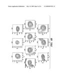 PEPTIDE-BASED REGULATION OF GAP JUNCTIONS diagram and image