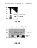 METHODS AND COMPOSITIONS FOR MODULATING HEPATOCYTE GROWTH FACTOR ACTIVATION diagram and image