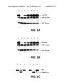 METHODS AND COMPOSITIONS FOR MODULATING HEPATOCYTE GROWTH FACTOR ACTIVATION diagram and image