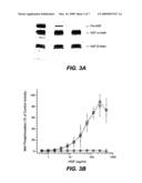 METHODS AND COMPOSITIONS FOR MODULATING HEPATOCYTE GROWTH FACTOR ACTIVATION diagram and image