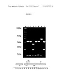 Reduced Genome E. Coli diagram and image