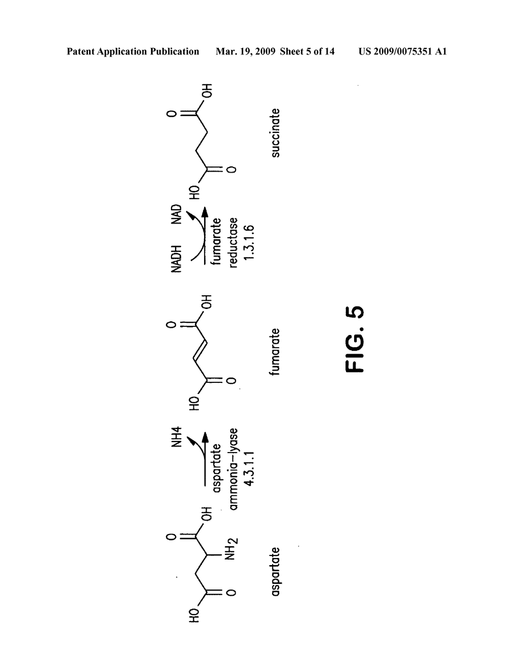 COMPOSITIONS AND METHODS FOR THE BIOSYNTHESIS OF 1,4-BUTANEDIOL AND ITS PRECURSORS - diagram, schematic, and image 06