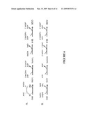 COMPOSITIONS AND METHODS FOR THE BIOSYNTHESIS OF 1,4-BUTANEDIOL AND ITS PRECURSORS diagram and image