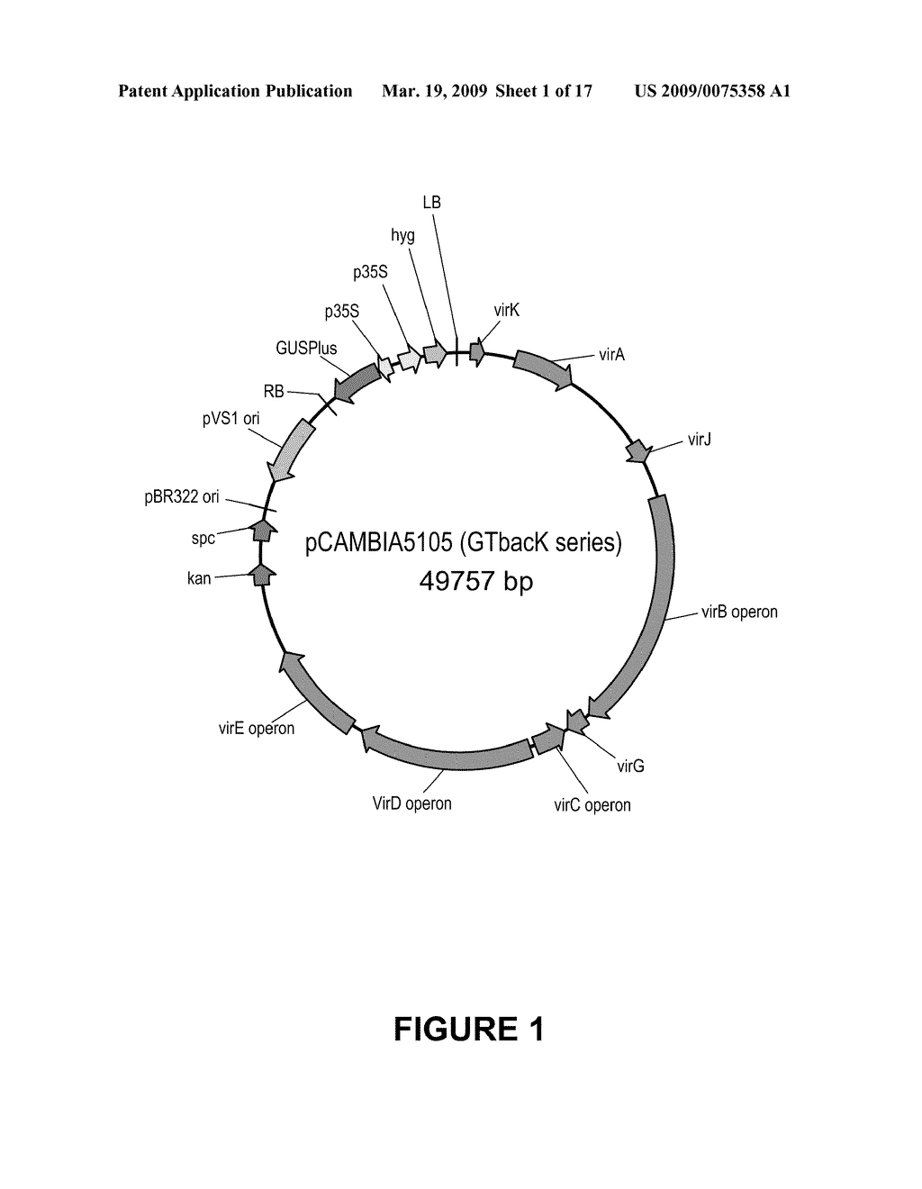 VECTORS FOR TRANSFORMATION OF PLANT CELLS - diagram, schematic, and image 02