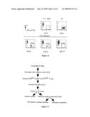 OBTENTION OF FOOD- OR AUTO-ANTIGEN SPECIFIC TR1 CELLS FROM A LEUKOCYTE OR PBMC POPULATION diagram and image