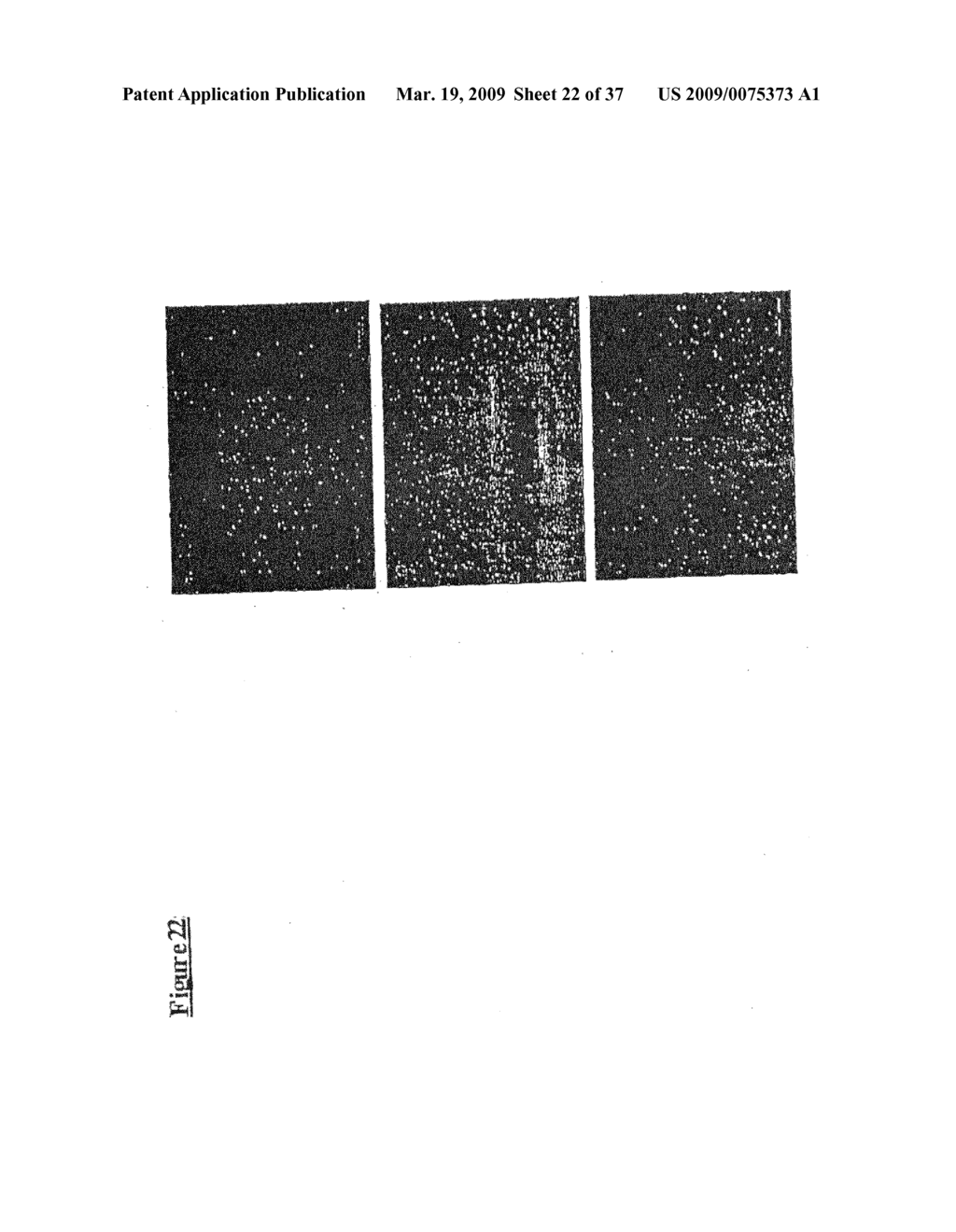 Neural progenitor cells derived from embryonic stem cells - diagram, schematic, and image 23