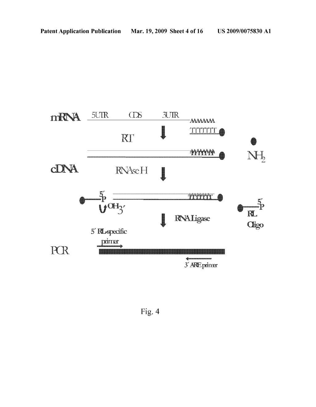 SYSTEM FOR IDENTIFYING AND ANALYZING EXPRESSION OF ARE-CONTAINING GENES - diagram, schematic, and image 05