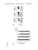 ADRB2 CANCER MARKERS diagram and image