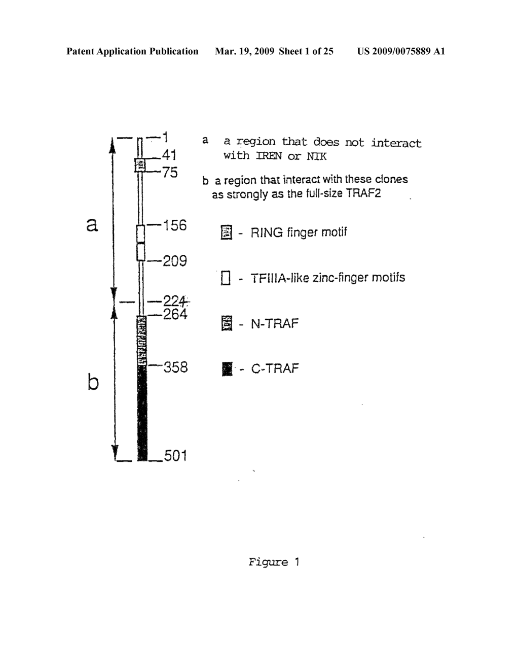 IREN PROTEIN, ITS PREPARATION AND USE - diagram, schematic, and image 02