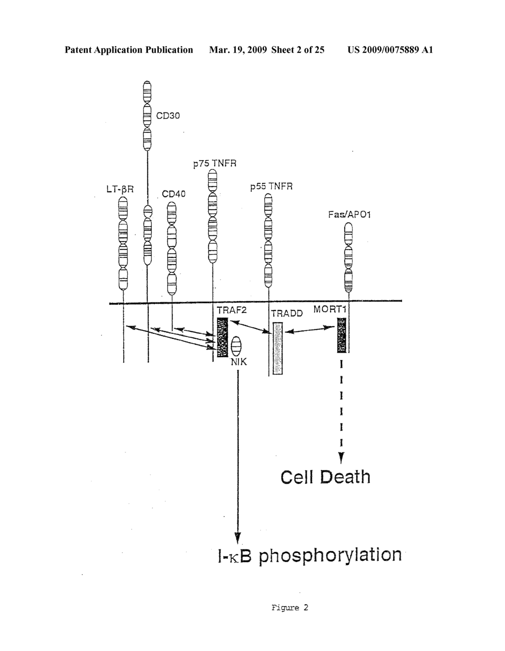 IREN PROTEIN, ITS PREPARATION AND USE - diagram, schematic, and image 03