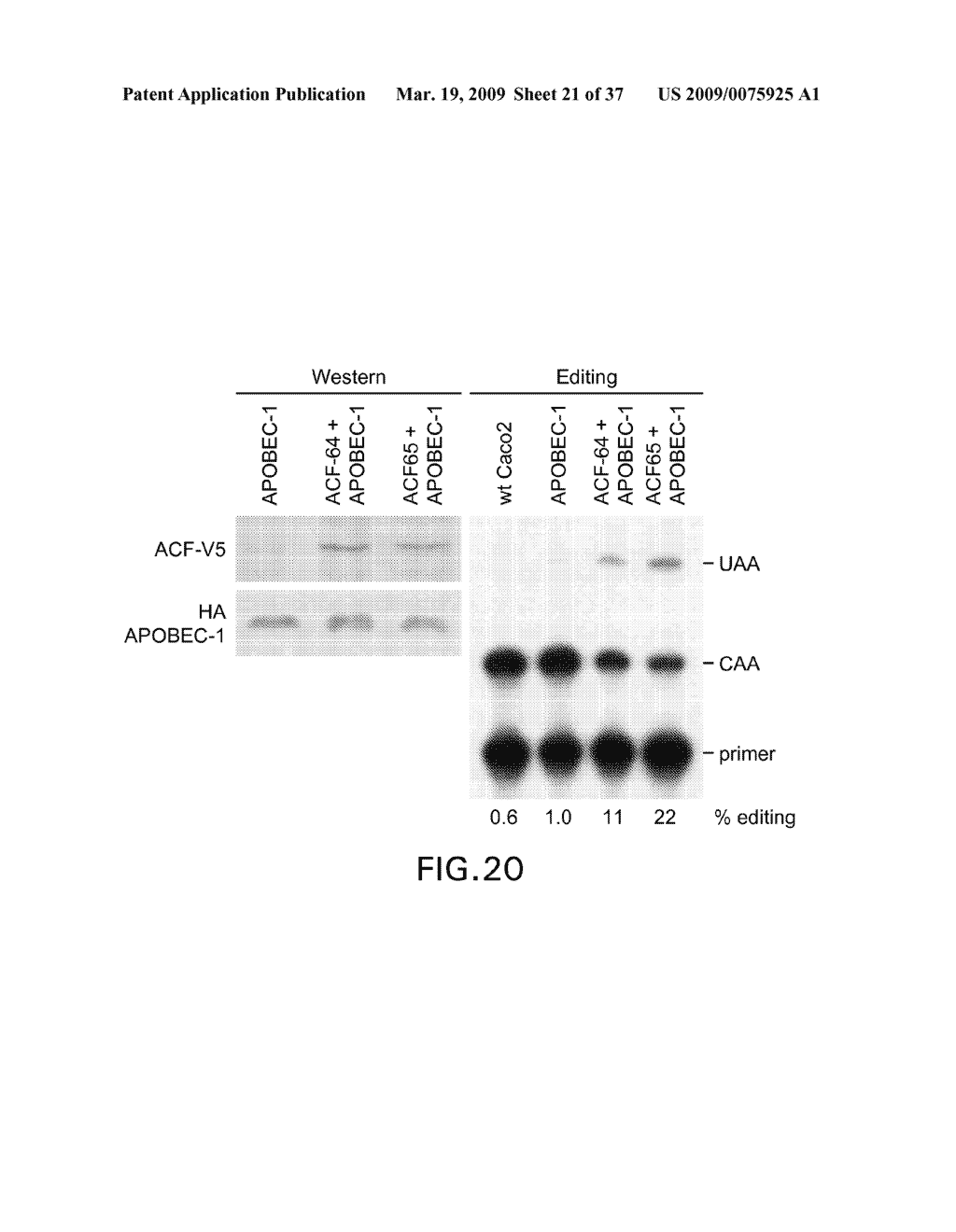 Methods and Compositions Related to APOBEC-1 Expression - diagram, schematic, and image 22