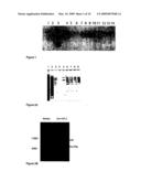 COMPOSITIONS AND METHODS FOR REGULATING CELLULAR PROTECTION diagram and image