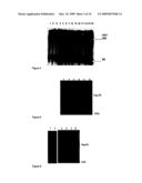 COMPOSITIONS AND METHODS FOR REGULATING CELLULAR PROTECTION diagram and image