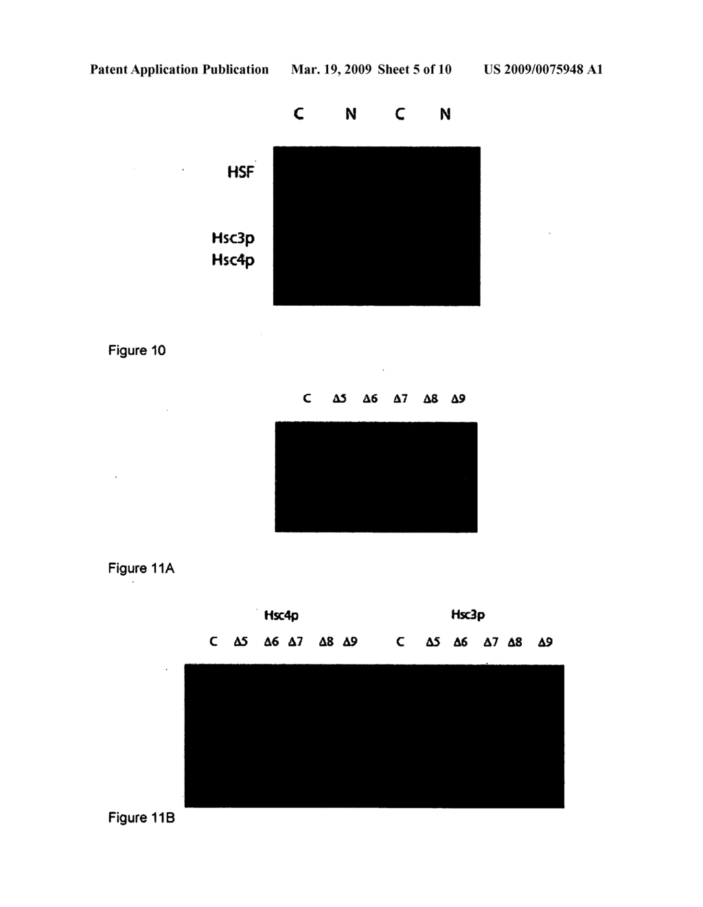 COMPOSITIONS AND METHODS FOR REGULATING CELLULAR PROTECTION - diagram, schematic, and image 06