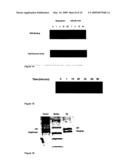 COMPOSITIONS AND METHODS FOR REGULATING CELLULAR PROTECTION diagram and image