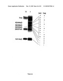 Materials and methods relating to protein aggregation in neurodegenerative disease diagram and image