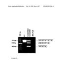 MODULATION OF EXON RECOGNITION IN PRE-MRNA BY INTERFERING WITH THE SECONDARY RNA STRUCTURE diagram and image