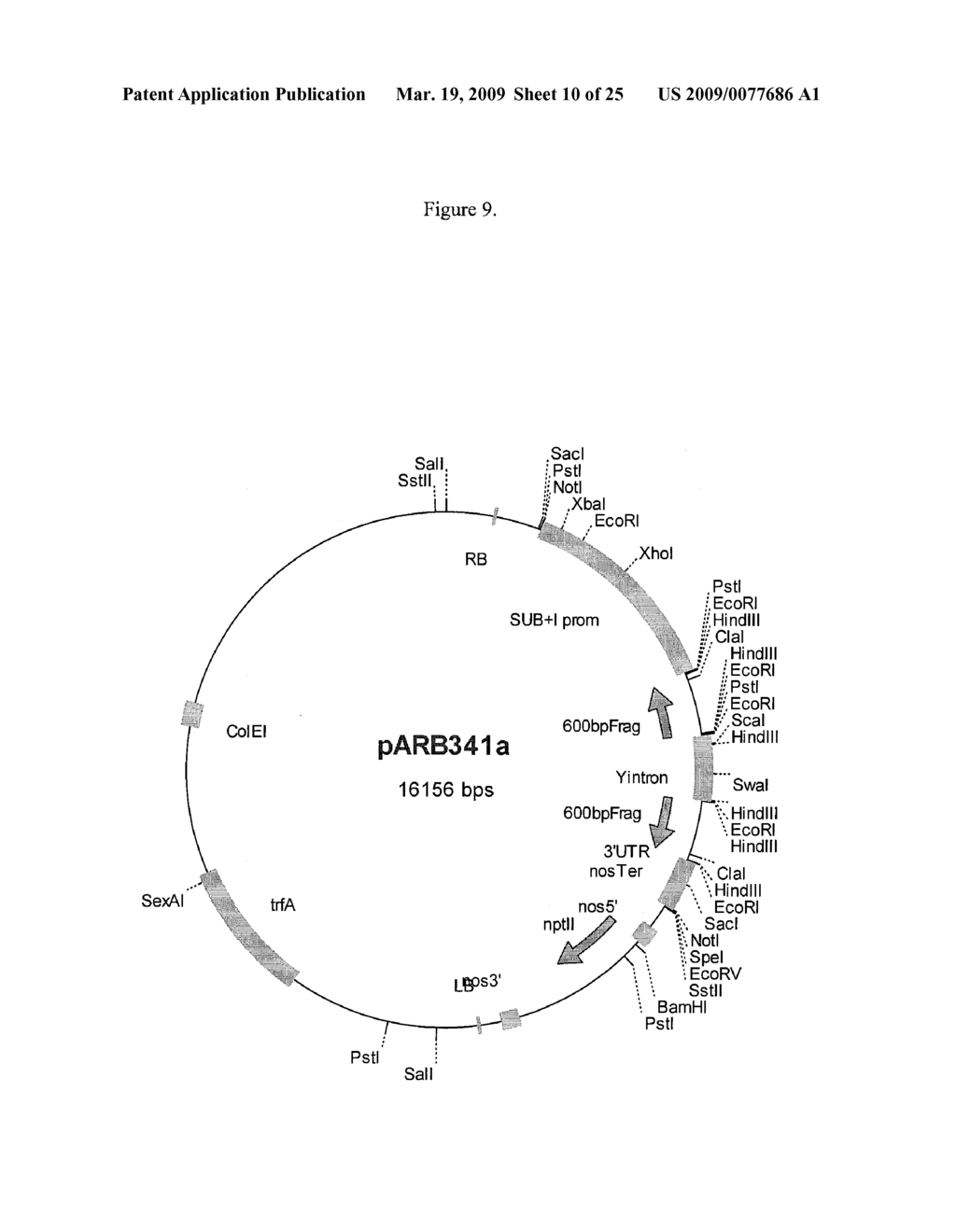 MODIFICATION OF PLANT LIGNIN CONTENT - diagram, schematic, and image 11