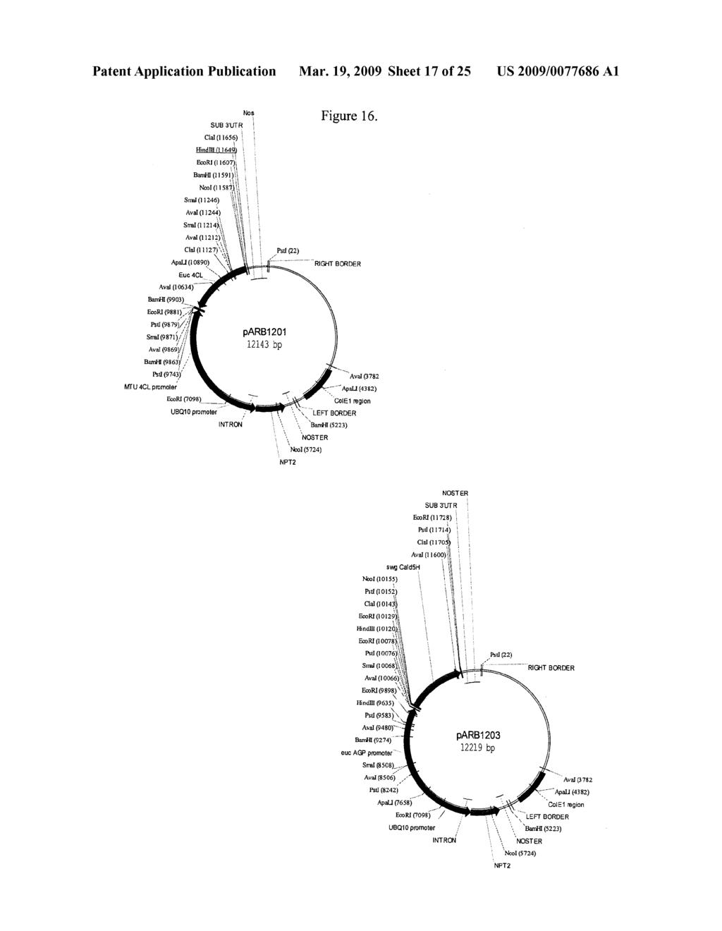 MODIFICATION OF PLANT LIGNIN CONTENT - diagram, schematic, and image 18