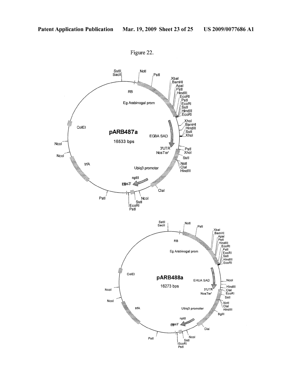 MODIFICATION OF PLANT LIGNIN CONTENT - diagram, schematic, and image 24