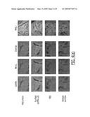 Interferon Produced In Plastids diagram and image