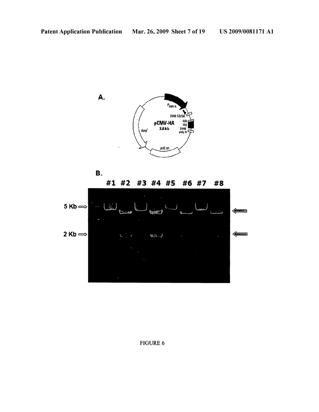 Cell system for alleviating syndromes of Parkinson's disease in a mammal - diagram, schematic, and image 08