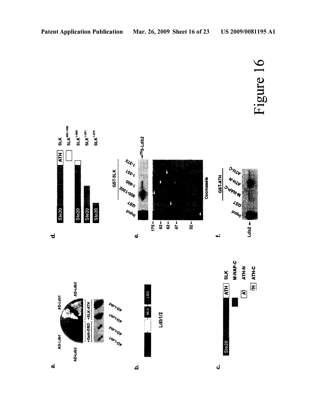 Inhibitors of Ste20-like Kinase (SLK) and Methods of Modulating Cell Cycle Progression and Cell Motility - diagram, schematic, and image 17