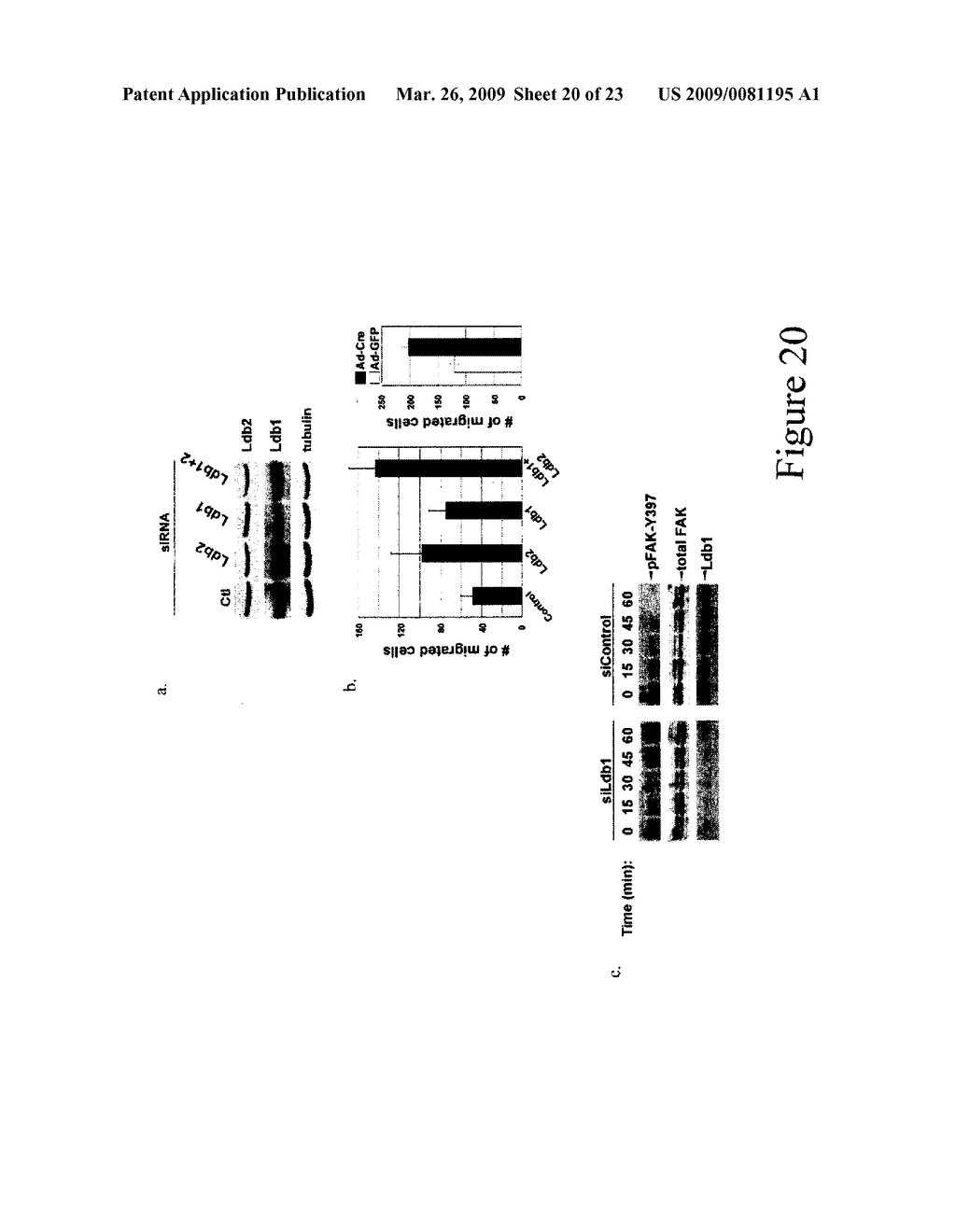 Inhibitors of Ste20-like Kinase (SLK) and Methods of Modulating Cell Cycle Progression and Cell Motility - diagram, schematic, and image 21