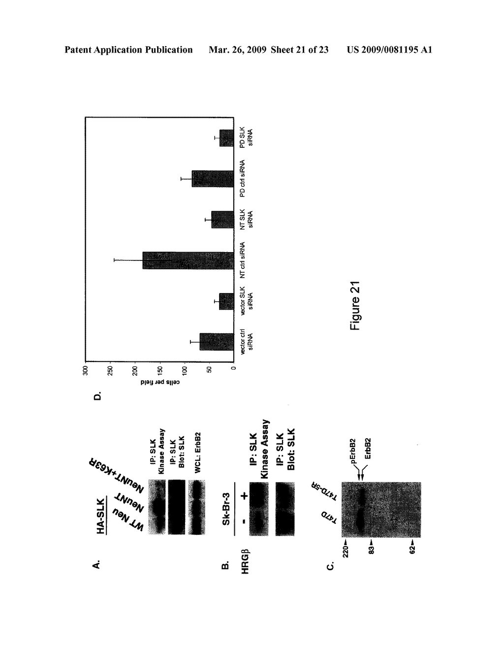 Inhibitors of Ste20-like Kinase (SLK) and Methods of Modulating Cell Cycle Progression and Cell Motility - diagram, schematic, and image 22