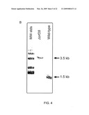 PLATENSIMYCIN BIOSYNTHETIC GENE CLUSTER OF STREPTOMYCES PLATENSIS diagram and image