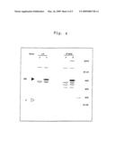 PRODUCTION OF ATTENUATED NEGATIVE STRANDED RNA VIRUS VACCINES FROM CLONED NUCLEOTIDE SEQUENCES diagram and image