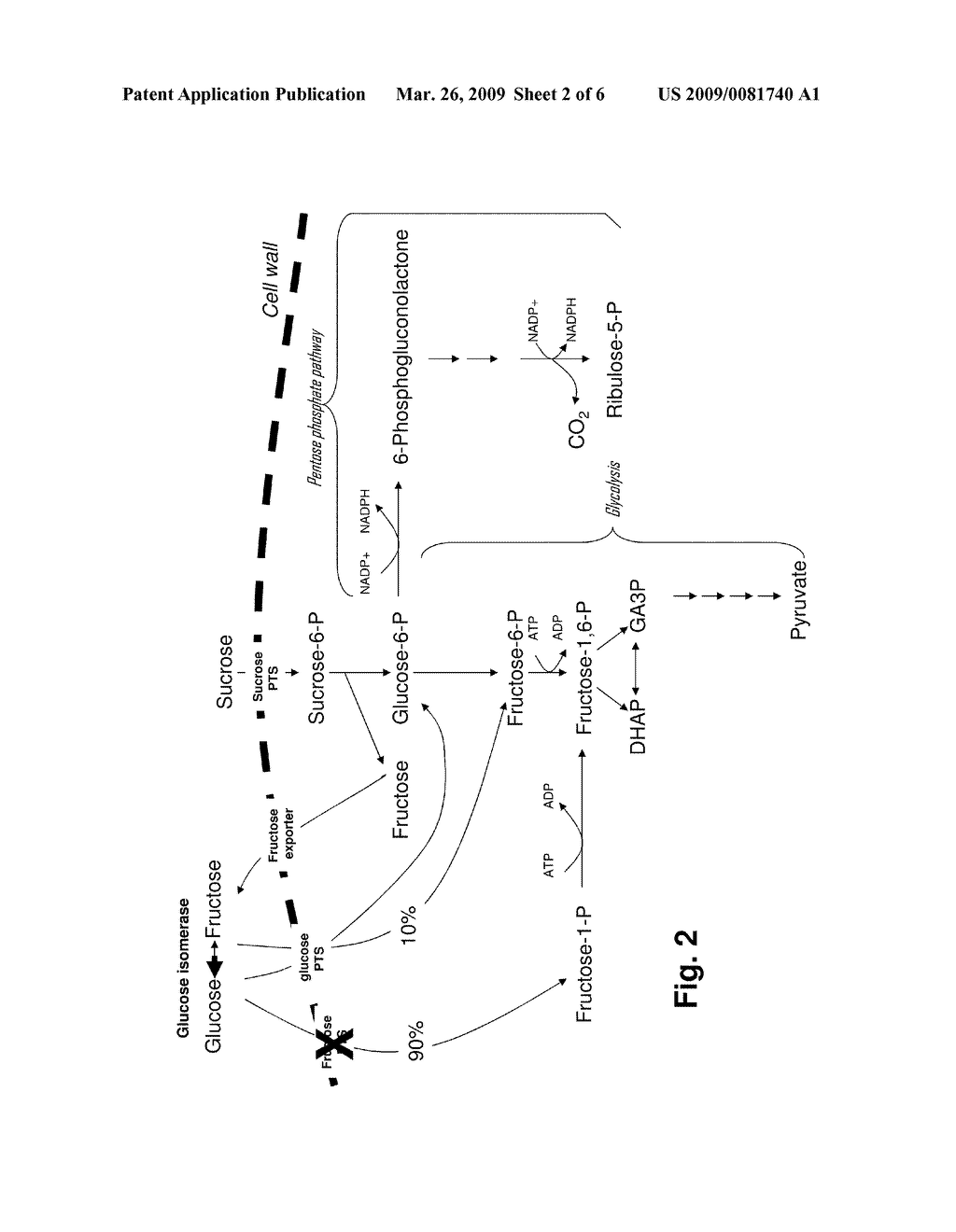 PRODUCTION OF AMINO ACIDS FROM SUCROSE IN CORYNEBACTERIUM GLUTAMICUM - diagram, schematic, and image 03