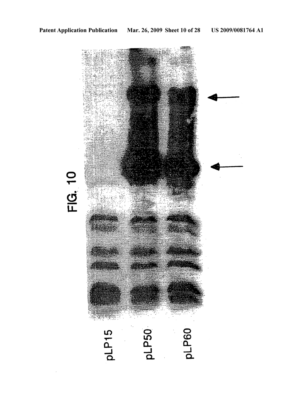 Heterologous G protein coupled receptors expressed in yeast, their fusion with G proteins and use thereof in bioassay - diagram, schematic, and image 11