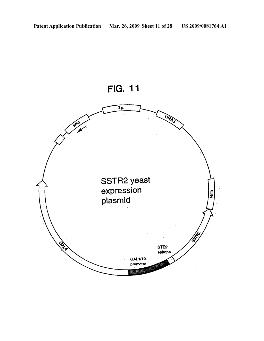 Heterologous G protein coupled receptors expressed in yeast, their fusion with G proteins and use thereof in bioassay - diagram, schematic, and image 12