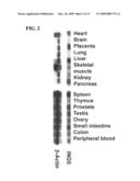 TUMOR SUPPRESSOR GENE, P28ING5 diagram and image