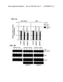 TUMOR SUPPRESSOR GENE, P28ING5 diagram and image