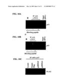 TUMOR SUPPRESSOR GENE, P28ING5 diagram and image