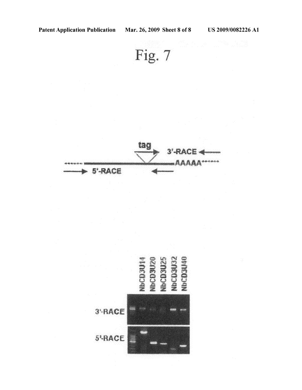 Gene expression analysis using array with immobilized tags of more than 25 bp (SuperSAGE-Array) - diagram, schematic, and image 09