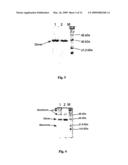 Muteins of Placental Growth Factor Type I, Preparation Method And Application Thereof diagram and image