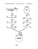 Muteins of Placental Growth Factor Type I, Preparation Method And Application Thereof diagram and image