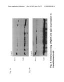 SYSTEM AND METHOD FOR PRODUCTION OF ANTIBODIES IN PLANT CELL CULTURE diagram and image