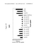 siRNA targeting TATA box binding protein (TBP)-associated factor (TAF1) diagram and image