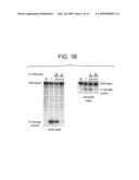 SEQUENCE-SPECIFIC INHIBITION OF SMALL RNA FUNCTION diagram and image