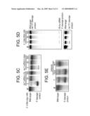 SEQUENCE-SPECIFIC INHIBITION OF SMALL RNA FUNCTION diagram and image