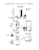 SEQUENCE-SPECIFIC INHIBITION OF SMALL RNA FUNCTION diagram and image