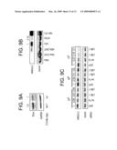 SEQUENCE-SPECIFIC INHIBITION OF SMALL RNA FUNCTION diagram and image