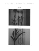 Gerbera with leafy flower stem trait and in bud shipping trait diagram and image