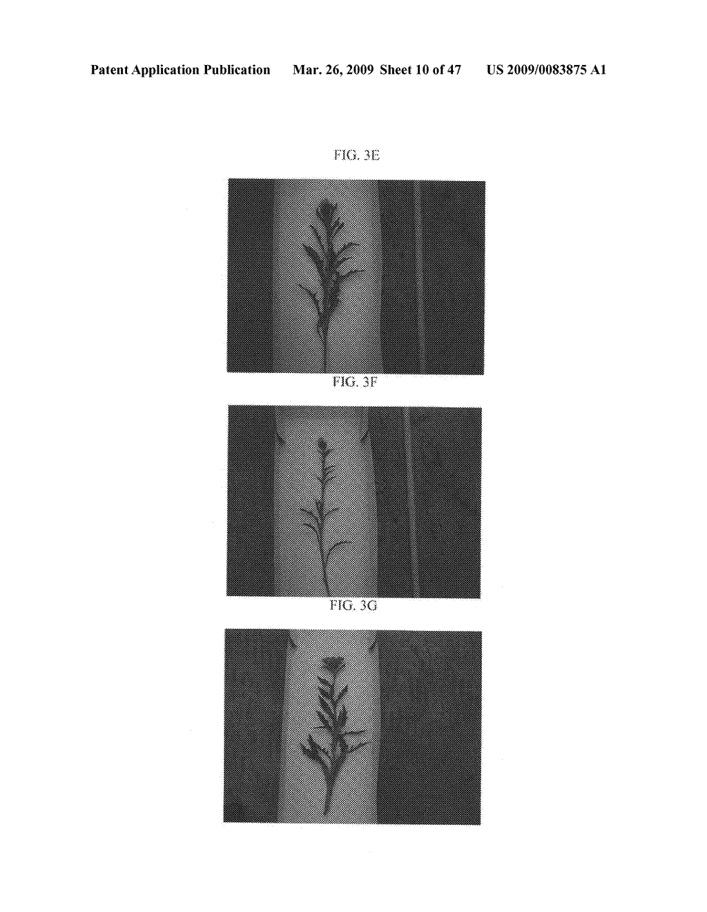 Gerbera with leafy flower stem trait and in bud shipping trait - diagram, schematic, and image 11