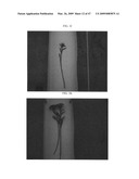 Gerbera with leafy flower stem trait and in bud shipping trait diagram and image