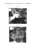 Gerbera with leafy flower stem trait and in bud shipping trait diagram and image